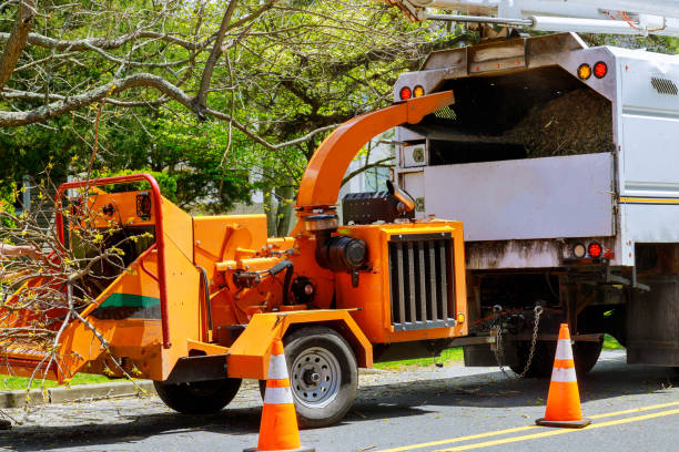 Best Fruit Tree Pruning  in Terrace Heights, WA