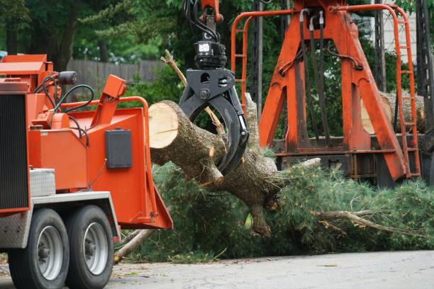 Trusted Terrace Heights, WA  Tree Services Experts