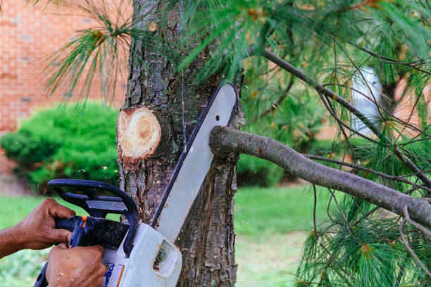 Best Hazardous Tree Removal  in Terrace Heights, WA